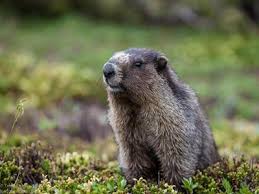 Filhote de mamifero simbolizando a primeira criação em HTML